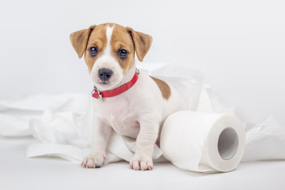 7 Puppy Toilet Training Tips